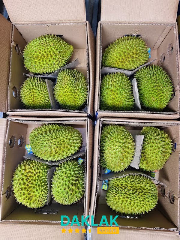 Địa điểm sầu riêng Krông Pắc Đắk Lắk