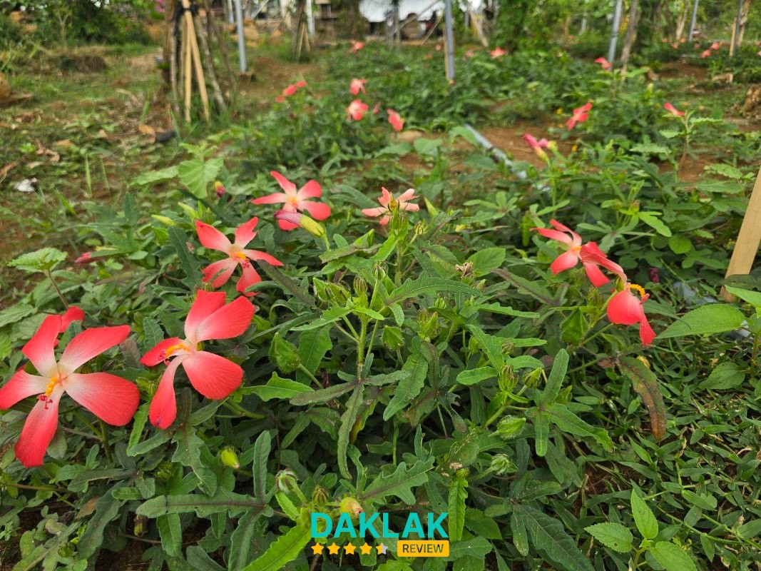 Lều trại tại Ngọc Huyền Farm
