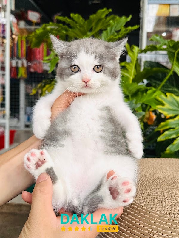 Boss Pet Shop BMT Buôn Ma Thuột