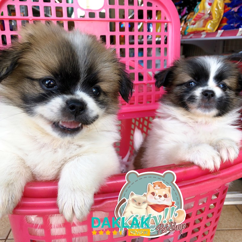 Hamster và đồ dùng tại KITTY PET SHOP