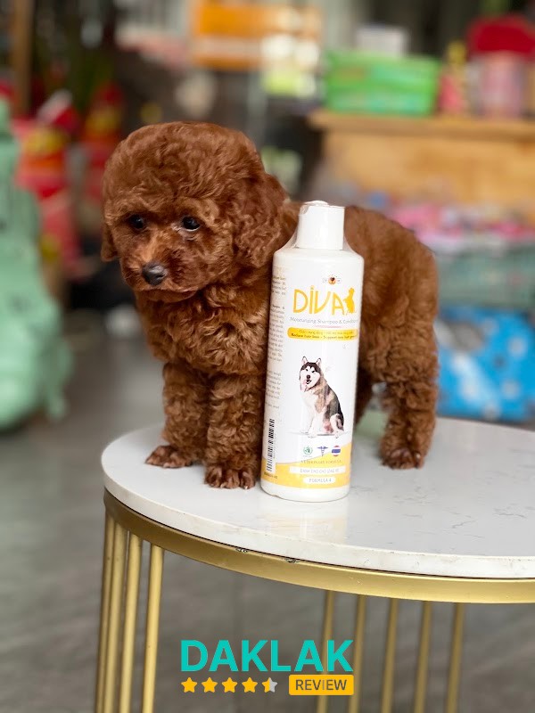 BMT PET Buôn Ma Thuột
