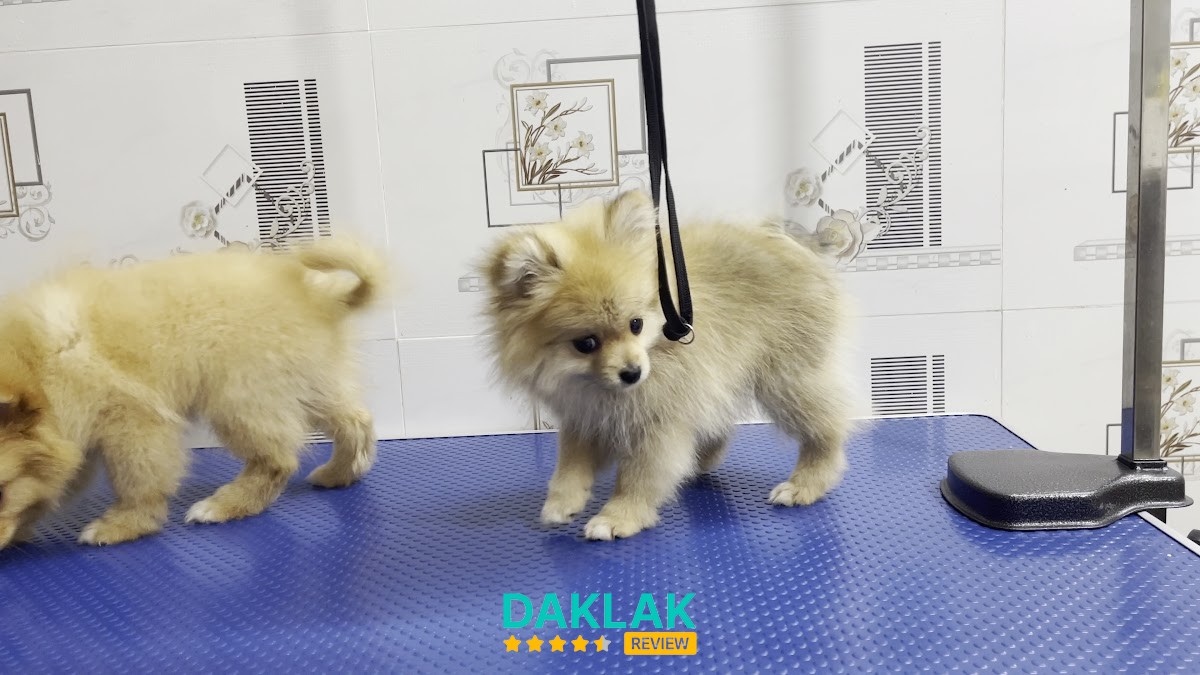 Đồ dùng thú cưng tại BMT PET