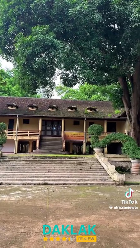 Thân cây long não cổ thụ tại Buôn Ma Thuột