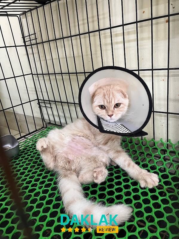 Bệnh Viện Thú Y Ban Mê Vet