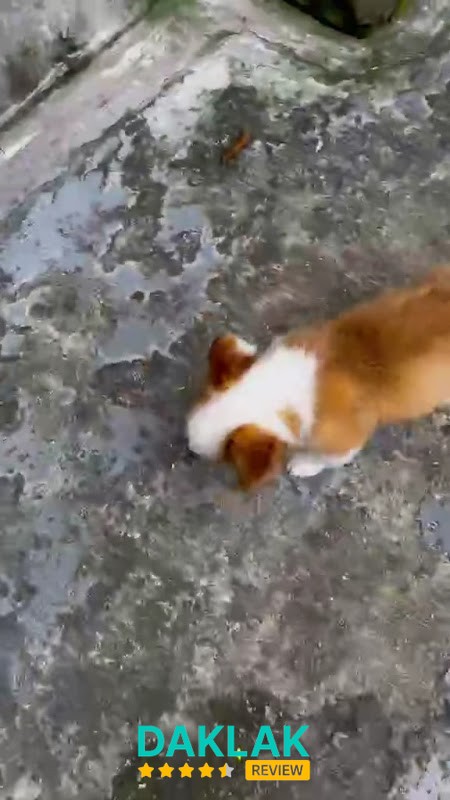 Hình ảnh Bệnh Viện Thú Y Ban Mê Vet - 3