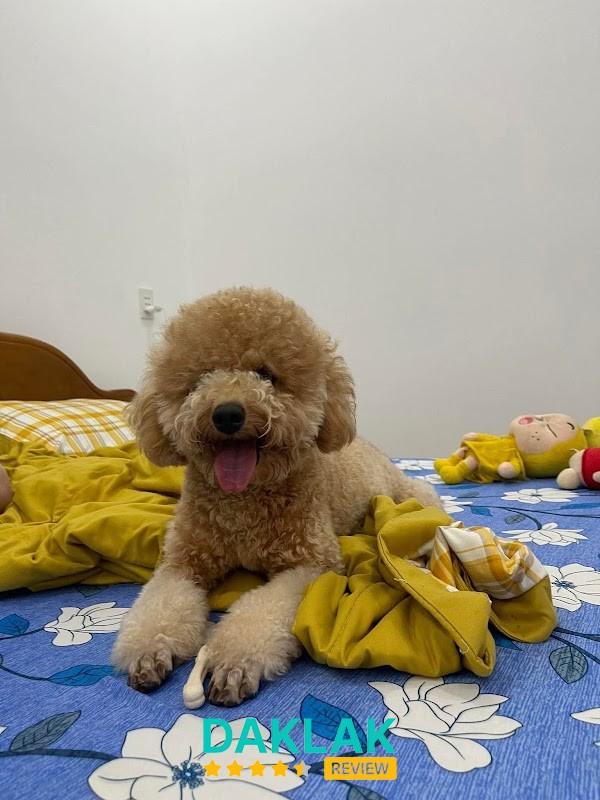 Hình ảnh Thú y Blue Pet care - Phòng khám thú cưng Buôn Ma Thuột - 2