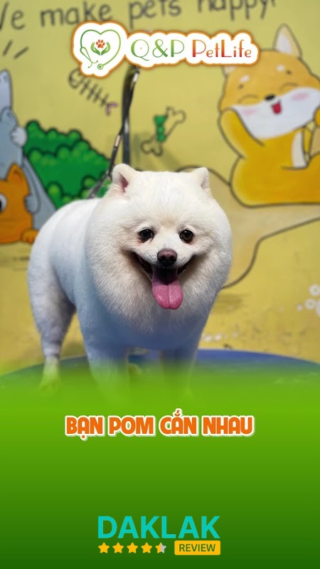 Hình ảnh Phòng Khám Thú Y Q&P PetLife - 3
