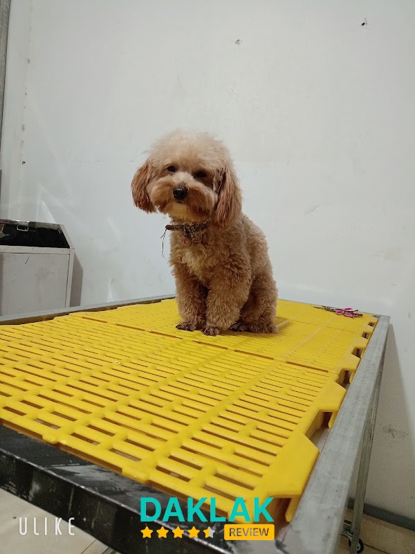 Phòng Khám Thú Y Trọng Duyên Ea Kar