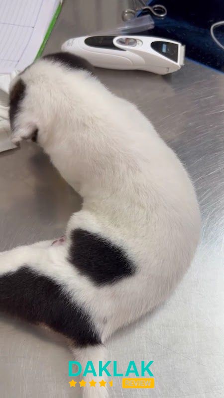 Không gian Phòng Khám Thú Y Lượng Thảo Pet