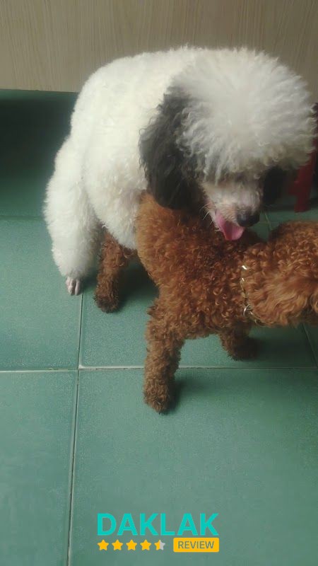 Không gian chăm sóc thú cưng Pet Island Tuy Hoà
